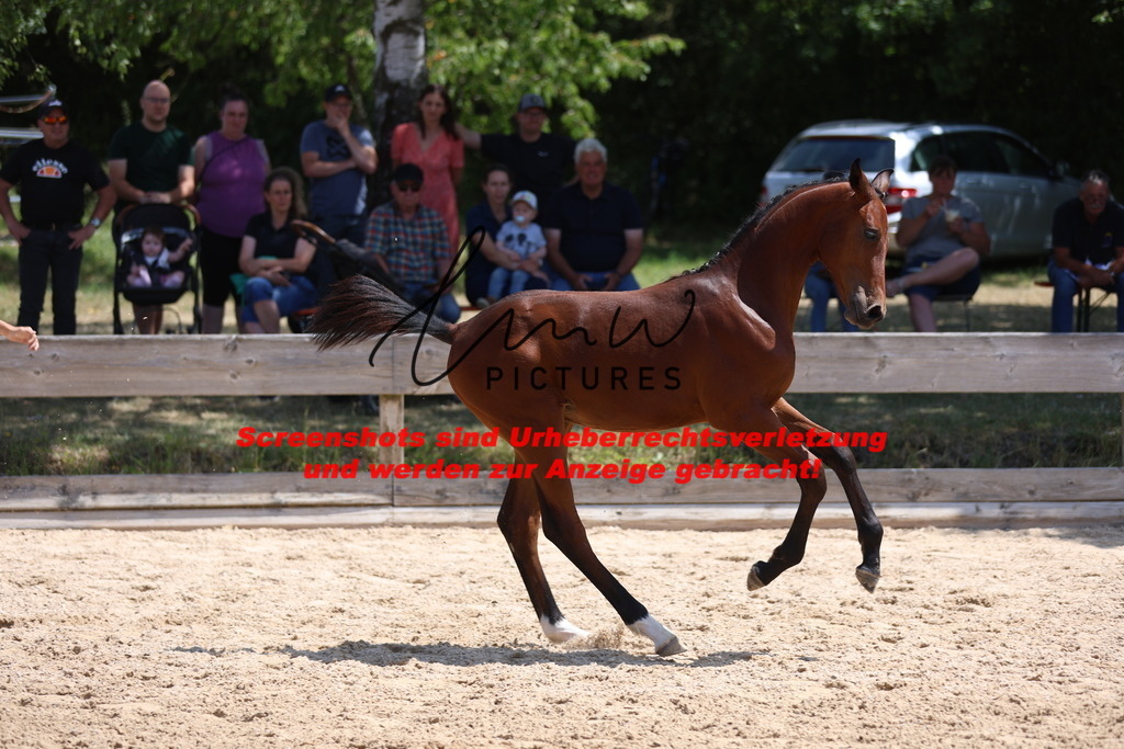 Fohlenschau_Schwäbisch_Hall_springbetonte_Fohlen_KN 24_13 | lmwpictures - Realisiert mit Pictrs.com