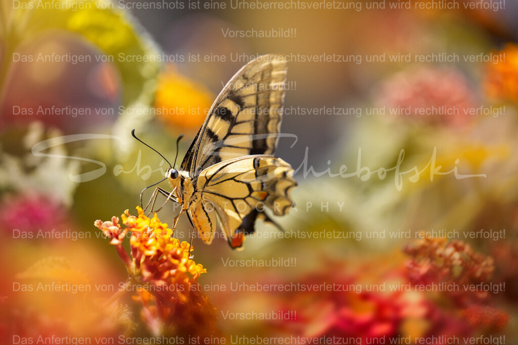 Ein Sommer auf Sardinien | ein Schwalbenschwanz Schmetterling auf einer rosa Blume - Realisiert mit Pictrs.com