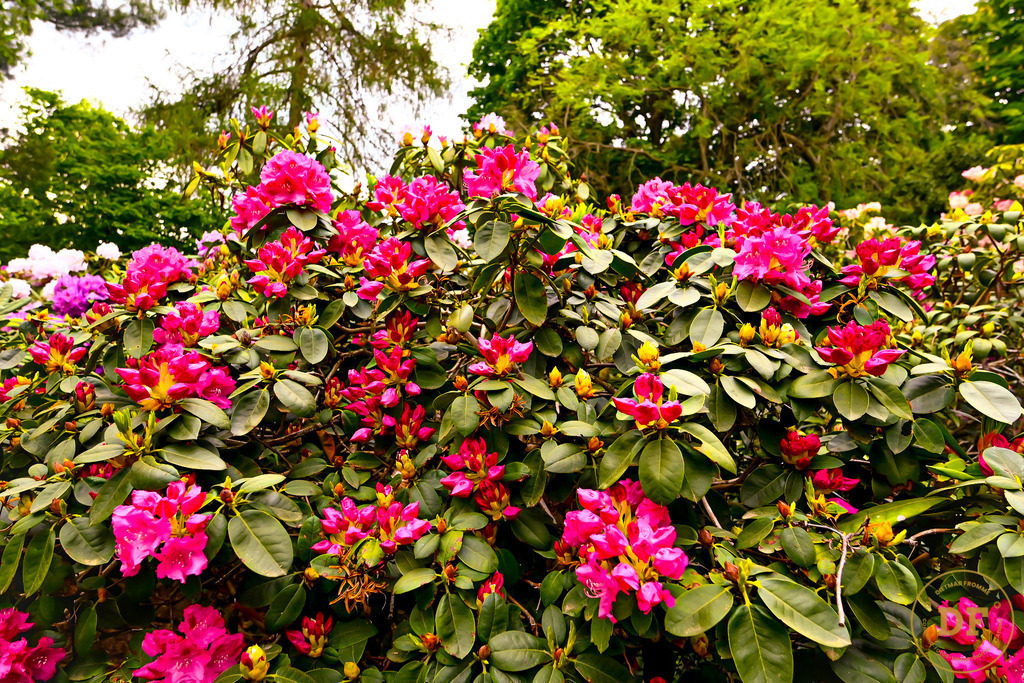 5_DSC8242 | Geschenke, Wandbilder und Accessoires mit Motiven aus Dresden und anderen schönen Orten zur Verschönerung Deines zu Hauses und zum verschenken gewünscht? Wähle Deine Lieblingsbild auf dem Produkt Deiner Wahl. 