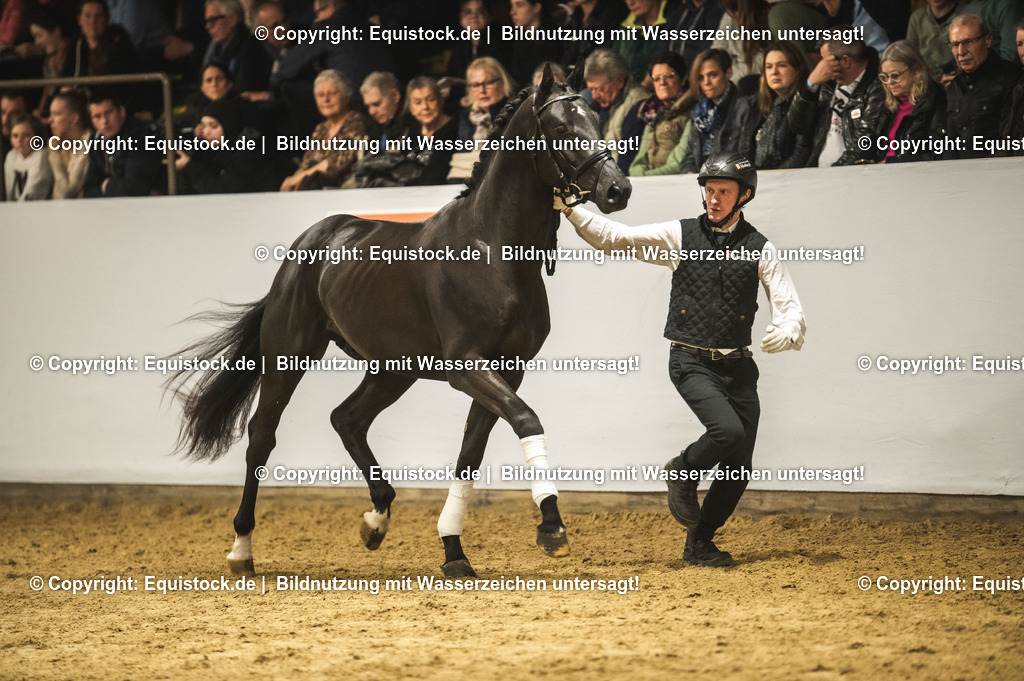 20240302_Hengstvorstellung_Marbach_TOMsPiC_1278-2 | equistock