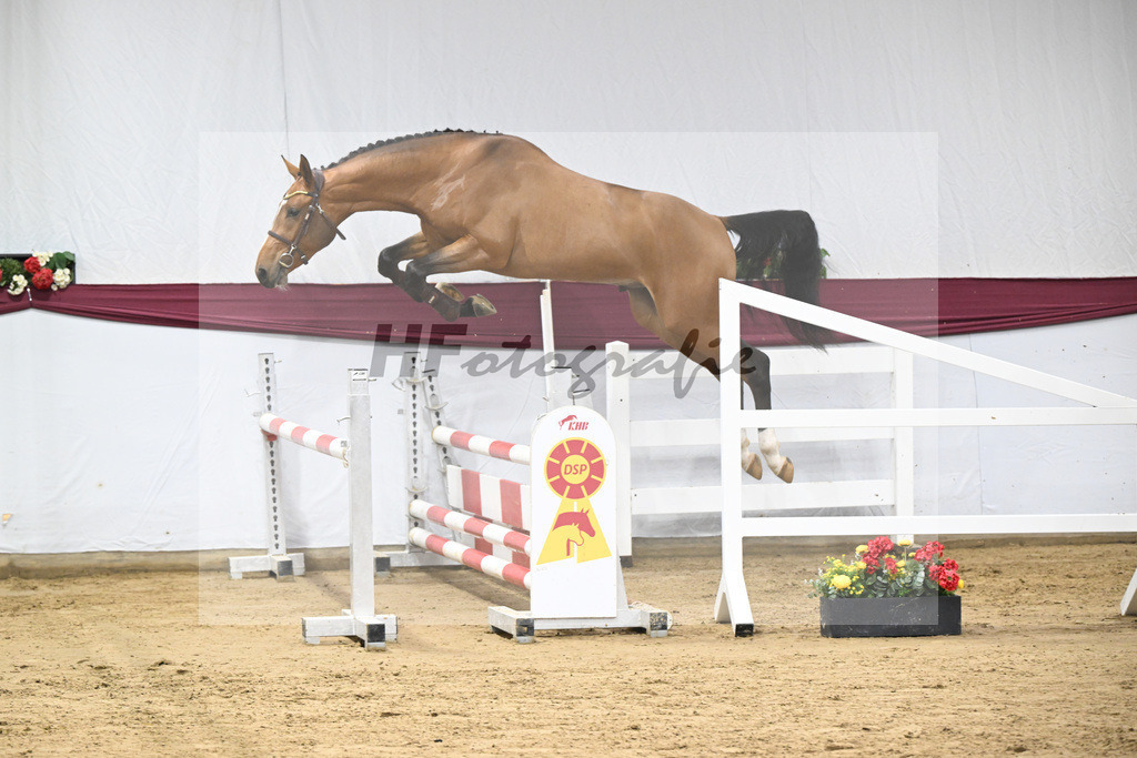 Kat-Nr. 98 Echo van_t Spieveld x Quidam de Revel_Anna-Sophie Kosch_47253184 | hf-fotografie - Realisiert mit Pictrs.com