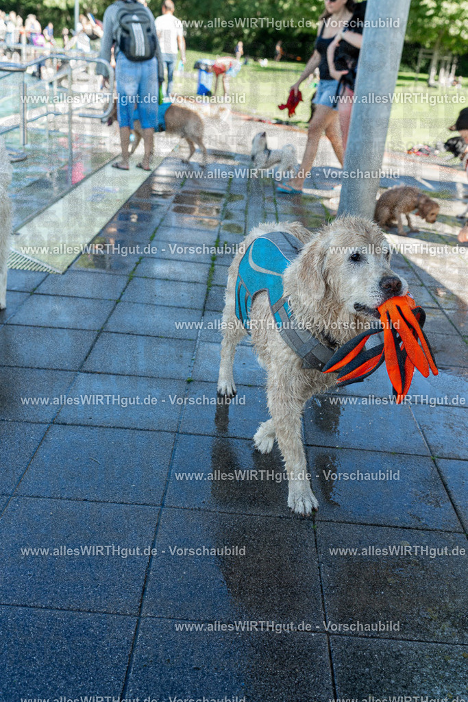Hundeschwimmen_Volksbad_2026-allesWIRTHgut_Tierfotografie-2609061302-121215-7R500422 | Professionelle Tierfotografie in Mönchengladbach von Daniel Wirth (allesWIRTHgut). Liebevolle & natürliche Bilder von Hunden & Katzen für unvergessliche Erinnerungen.