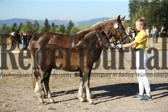 Fohlenschau_St.Märgen_2022_KN_02 (2) | Alle Fotos der Reiterjournal Fotografin Doris Matthaes im Reiterjournal Online-Fotoshop. - Realisiert mit Pictrs.com