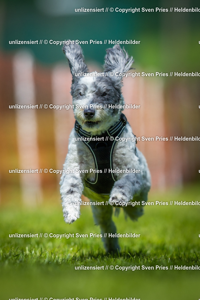 Hunderennen_April_2026_322 | 2026-04-26 - Hunderennen Baden-Oos April 2026 - Realisiert mit Pictrs.com