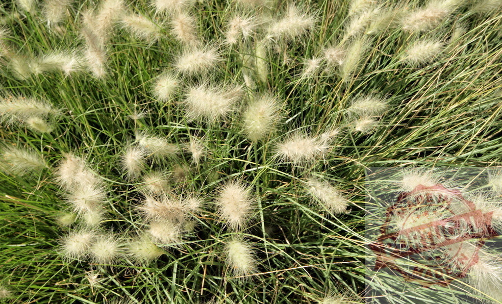 Ornamental grass pennisetum alopecuroides growing densely in summer garden | Dense green foliage of pennisetum alopecuroides, also known as fountaingrass, creating beautiful texture in summer garden - Realized with Pictrs.com