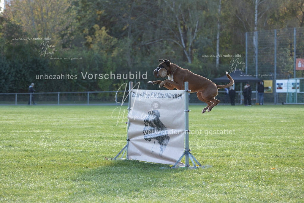 _16A6240 | Einzigartige Fotos von Hunden & Menschen –Actionfotos, Portraits, Vereinsaufnahmen & Paarshootings – authentisch, lebendig & mit Herz.