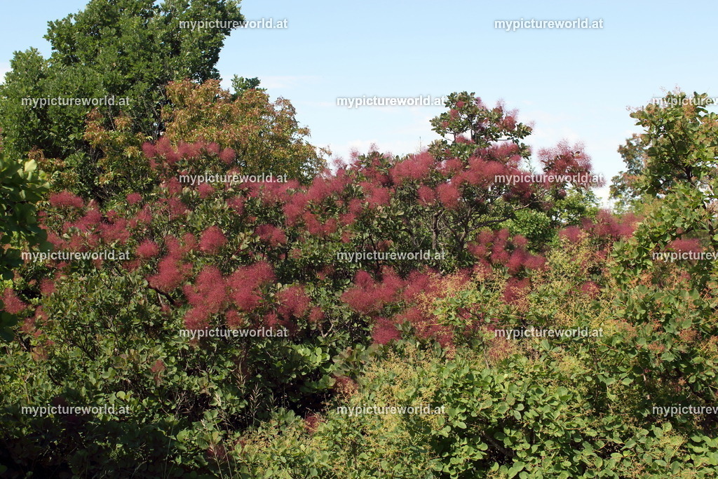 Perückenstrauch-028 | Das Bilderarchiv über Tiere, Planzen und Landschaften. In der Bilddatenbank finden Sie ein große Auswahl an hochwertigen Bilder für Ihre Werbung - Realisiert mit Pictrs.com