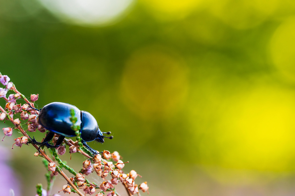 2025_09_07_LUENBURGER HEIDE_MCP2063 | Hochwertig gedruckte Fotografien für die Wand, als Kalender und zum Verschenken. Hamburg & Norddeutschland und überall wo ich mit der Kamera unterwegs war.