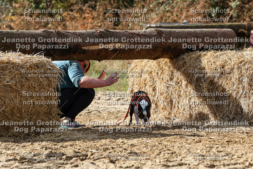 Dog Paparazzi - Strongdog 10-25-4974 | Dog Paparazzi Jeanette Grottendiek Fotografie & Videografie - Realisiert mit Pictrs.com
