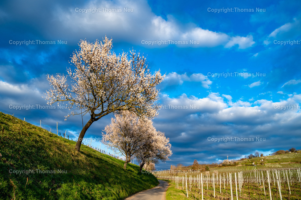 mandelbluete-bergstrasse-weinberge-bensheim-heppenheim-fruehling-Fotografie-Thomas-Neu-44 | Die Mandelblüte an der Hessischen Bergstraße gehört zu den schönsten Frühlingsmomenten der Region. Ein blühender Mandelbaum steht oberhalb der Weinberge zwischen Bensheim und Heppenheim und bietet einen weiten Blick über die Rebenlandschaft.  Die Kombination aus blühenden Mandelbäumen, Weinbergen und der sanften Landschaft der Bergstraße macht diese Szene zu einem typischen Motiv des Frühlings in Südhessen.,Bild: Thomas Neu