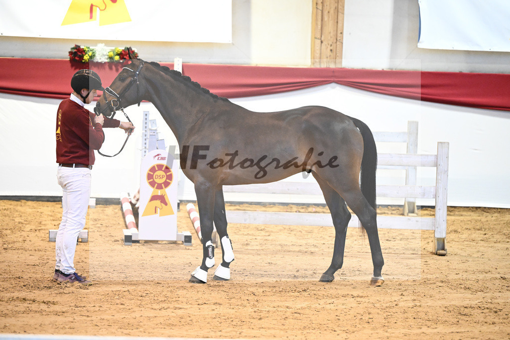 Kat-Nr. 17 Contenaro x Lancerto_Noll_43231095 | hf-fotografie - Realisiert mit Pictrs.com