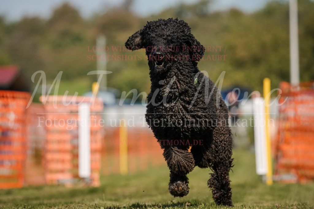 20250928_Hunderennen-716 | MuT (Mensch und Tier) mit Mona - Fotografie und Tierkommunikation - Realisiert mit Pictrs.com