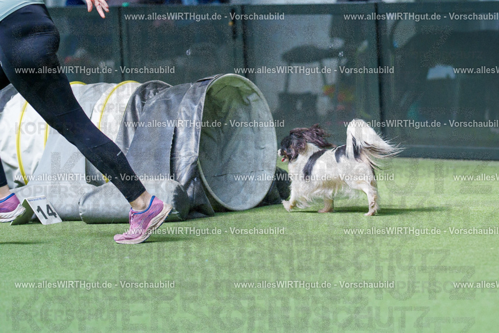 @allesWIRTHgut_Tierfotografie - www.allesWIRTHgut.de - 2604251449-7R505643 | Professionelle Tierfotografie in Mönchengladbach von Daniel Wirth (allesWIRTHgut). Liebevolle & natürliche Bilder von Hunden & Katzen für unvergessliche Erinnerungen.