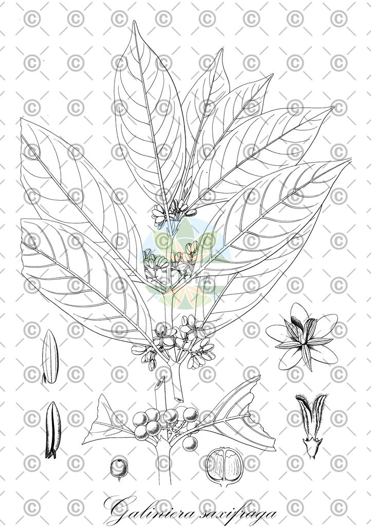 HistAbb_wfo-0000114677_1_ENZY_Simple | Historische Abbildung von Galiniera saxifraga - Rubiaceae | Historical Illustration of Galiniera saxifraga - Rubiaceae