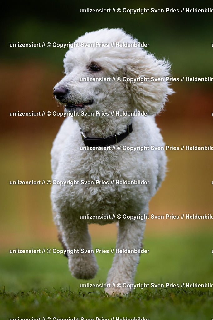 Sven Pries | 2024-04-21 - Hunderennen Baden-Oos
Foto: Sven Pries - Realisiert mit Pictrs.com