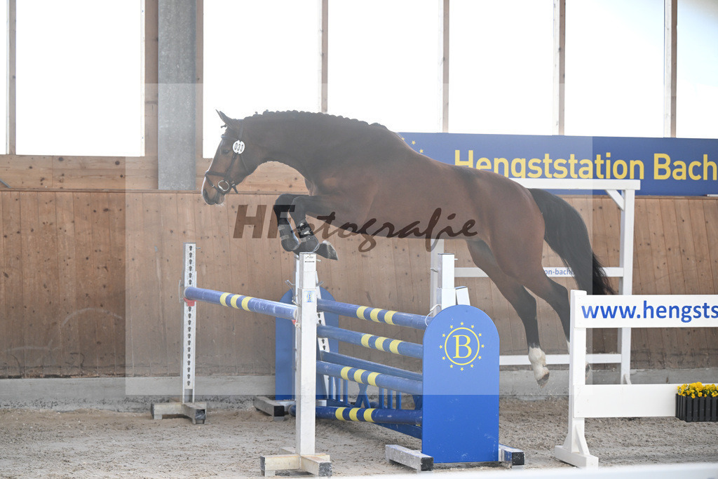 Kat-Nr. 33 Leni v. Vigaro_Peter_14261866 | hf-fotografie - Realizzato con Pictrs.com
