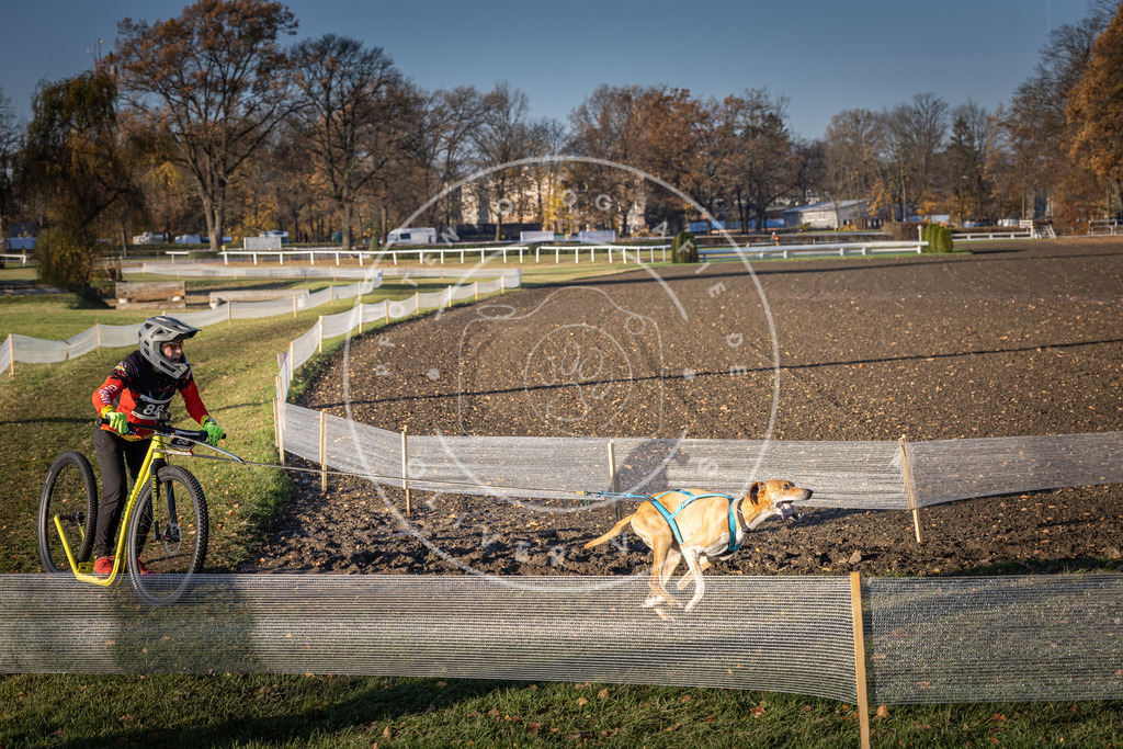 CaniXpix_DV3A1791 | Hundefotografie, Tierfotograf, Pfotenfotografie, Fotoshooting Hund, Hunde Portrait, Hundesport, Hundeportraits, Heideshooting, Hunde, Sportfotograf, Hundefotograf, Turnierhundsport, THS,  - Realisiert mit Pictrs.com
