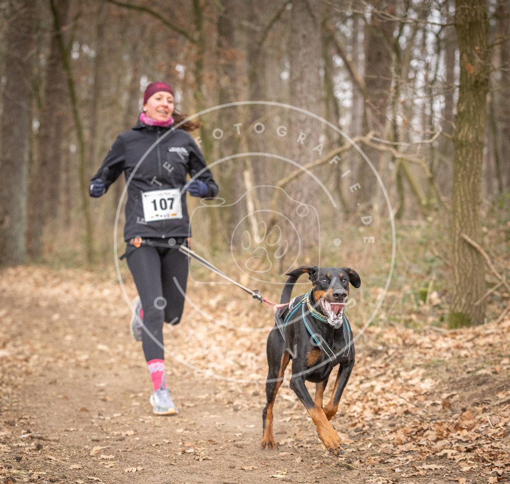 Pfotenfotografie_DV3A7653 | Hundefotografie, Tierfotograf, Pfotenfotografie, Fotoshooting Hund, Hunde Portrait, Hundesport, Hundeportraits, Heideshooting, Hunde, Sportfotograf, Hundefotograf, Turnierhundsport, THS,  - Realisiert mit Pictrs.com