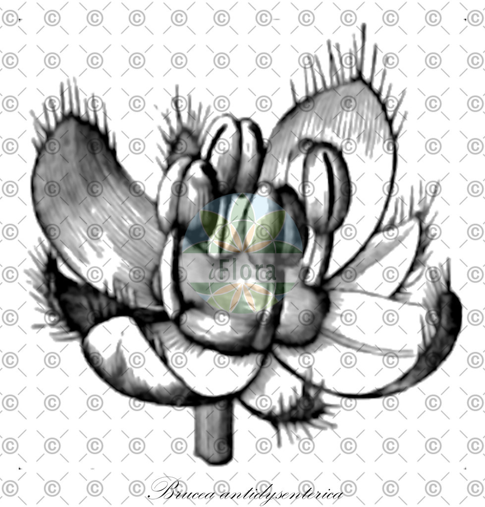 HistAbb_wfo-0000572696_2_ENZY_Simple | Historische Abbildung von Brucea antidysenterica - Simaroubaceae | Historical Illustration of Brucea antidysenterica - Simaroubaceae