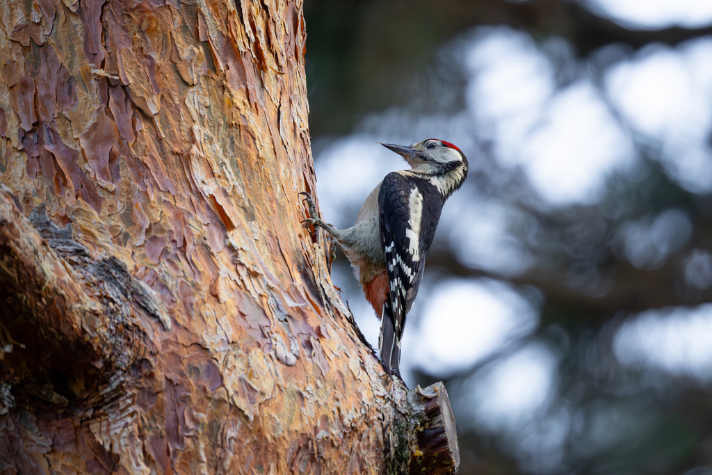 Der Buntspecht | Der Buntspecht (Dendrocopos major) gehört zu den bekanntesten und häufigsten Vogelarten Mitteleuropas und ist ein unverzichtbarer Bewohner unserer Wälder, Parks und Gärten. Er fällt nicht nur durch sein auffälliges, kontrastreiches Gefieder ins Auge, sondern vor allem durch seine charakteristischen Tätigkeiten: das laute Hämmern gegen Baumstämme, das sogenannte Trommeln, und die damit verbundene Suche nach Nahrung und das Anlegen von Bruthöhlen. Als „Baumdoktor“ spielt er eine wichtige ökologische Rolle bei der Kontrolle von Schadinsekten in Holzbeständen. - Realisiert mit Pictrs.com