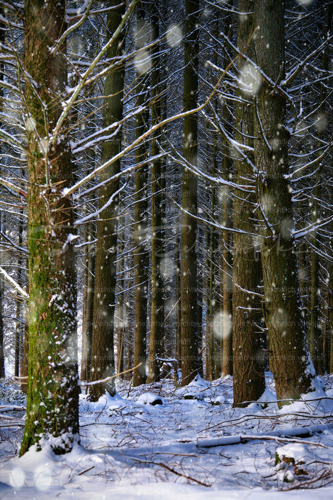 Wandbild Winterwald mit Schneeflocken | People- und Tierfotografie, Imageaufnahmen, Veranstaltungsfotografie und Wandbilder aus der Natur ★ Made in Germany ✔️ Druck + Downloads ✔️ Naturfotografie in Top Qualität ★ schneller Versand, weltweite Lieferung! - Realisiert mit Pictrs.com