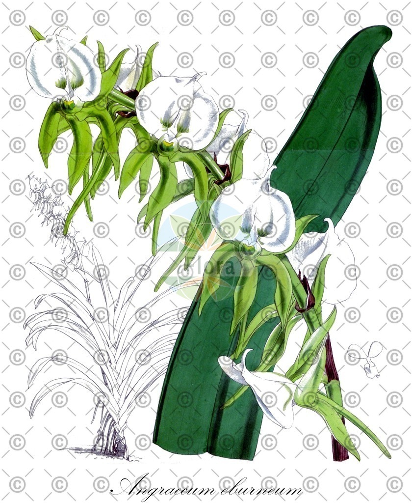 HistAbb_wfo-0000976619_2_ENZY_Simple | Historische Abbildung von Angraecum eburneum - Orchidaceae | Historical Illustration of Angraecum eburneum - Orchidaceae