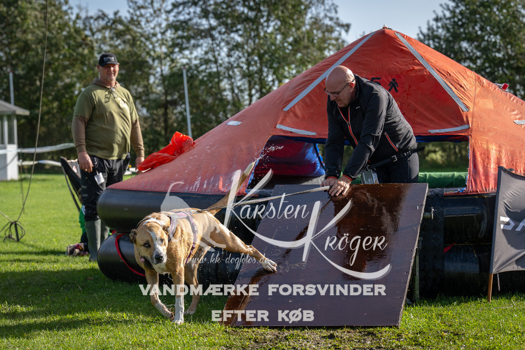1151-92353 | kk-dogfotos
