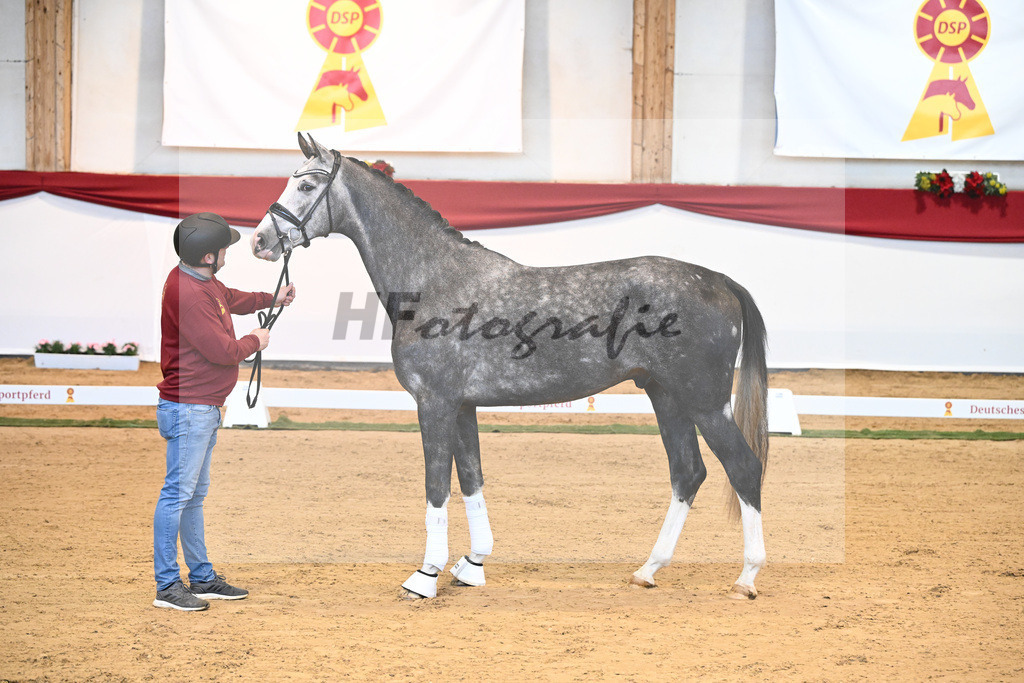 Kat-Nr. 4 Benicio x Livaldon_Schulze-Averdiek_43231536 | hf-fotografie - Realisiert mit Pictrs.com