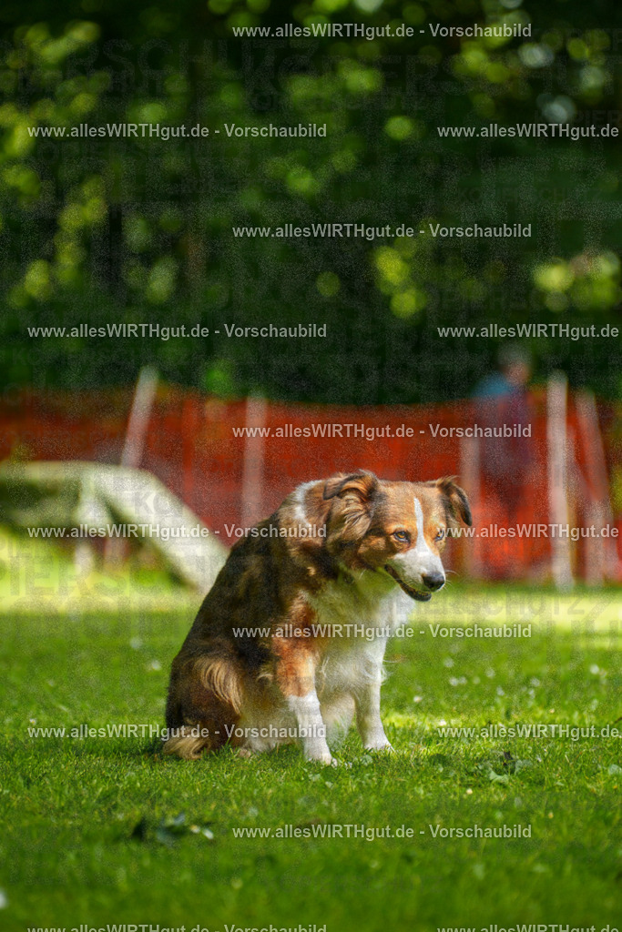 @allesWIRTHgut_Tierfotografie - www.allesWIRTHgut.de - 100547-7R508036 | Professionelle Tierfotografie in Mönchengladbach von Daniel Wirth (allesWIRTHgut). Liebevolle & natürliche Bilder von Hunden & Katzen für unvergessliche Erinnerungen.