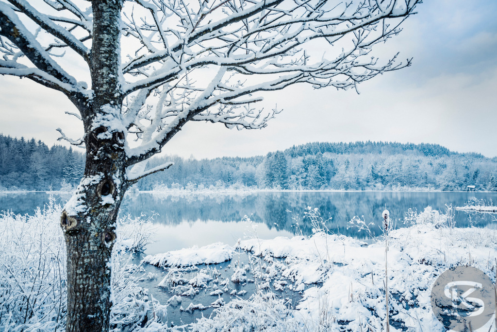 Winterstille mit Baum am See – Verschneites Ufer mit Waldspiegelung | Ruhige Winterszene an einem stillen See mit verschneitem Ufer im Vordergrund. Der schneebedeckte Nadelwald am gegenüberliegenden Ufer spiegelt sich perfekt im glatten Wasser. Gefrorene Gräser und Schnee am Ufer bilden einen natürlichen Rahmen für diese friedliche Landschaft unter weichem Winterhimmel. - Realisiert mit Pictrs.com