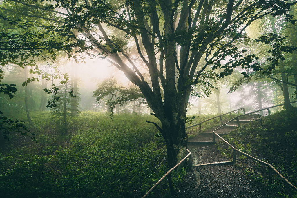 P1235457 | Bilder-Onlineshop für Heimatbilder vom Schwarzwald und Oberrhein. Galeriebilder auf Acrylglas, Alu-Dibond, Leinwand und Poster online bestellen. Der Schwarzwald als Wandbild für Ihr Zuhause! | Art, Kunst, Wandbilder, Black Forest, Deko - Realisiert mit Pictrs.com