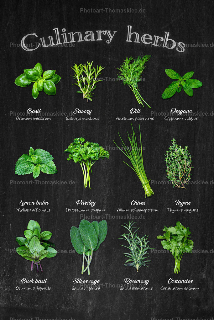Culinary Herbs - Küchenkräuter Sammlung auf Schiefer | Auf schwarzem Schiefer arrangiert zeigt diese Kräuter-Kollektion zwölf frische Gewürzpflanzen in natürlicher Schönheit. Die botanischen Namen ergänzen die englischen Bezeichnungen und machen das Poster zu einem informativen Küchenhelfer. Basilikum, Thymian, Rosmarin und weitere Kräuter laden zum Kochen und Experimentieren ein. - Realisiert mit Pictrs.com