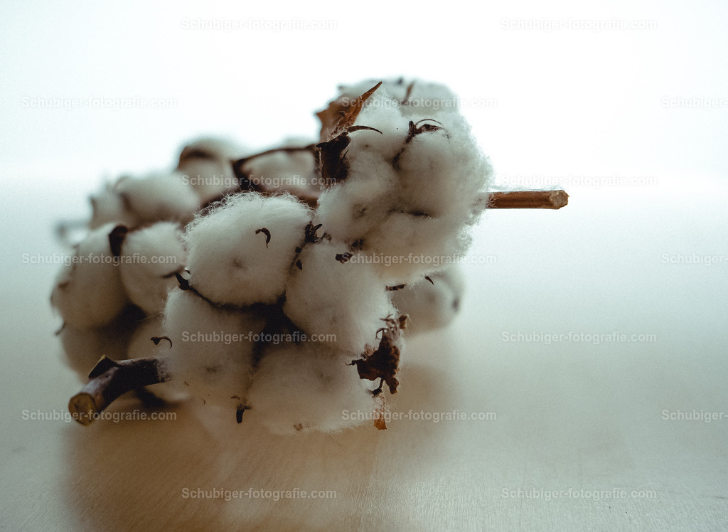 Baumwolle | Die Baumwollpflanzen oder Baumwolle ist eine Pflanzengattung innerhalb der Familie der Malvengewächse. Es gibt etwa 20 bis 51 Arten in den Tropen und Subtropen. Baumwolle ist eine sehr alte Kulturpflanze. Wikipedia - Realisiert mit Pictrs.com