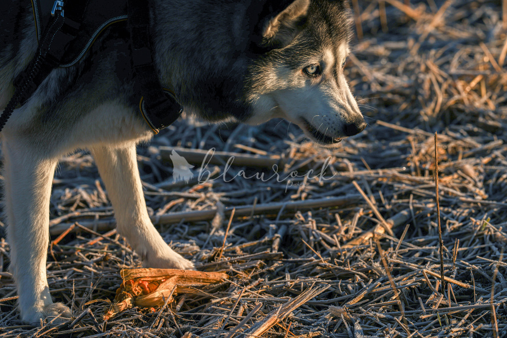 701A5283 | Sportbilder, Sportfotograf, Hochzeits- und Eventfotografin, Flugshows, Portraits und Tiershooting, Aviation, Downhill, Nationalleague, Swissleague, International