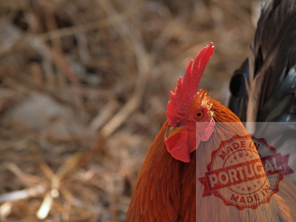 Rooster looking at camera with red comb at farm | Rooster standing in farmyard showing detailed red comb and wattles - Realisiert mit Pictrs.com