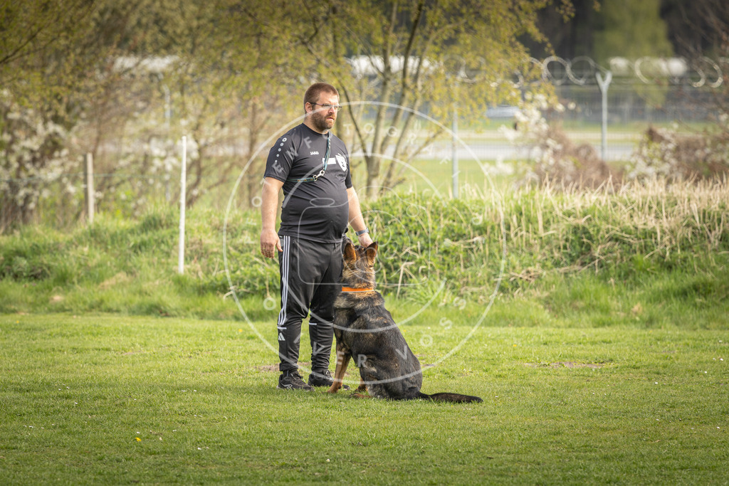 Pfotenfotografie_DV3A5029 | Hundefotografie, Tierfotograf, Pfotenfotografie, Fotoshooting Hund, Hunde Portrait, Hundesport, Hundeportraits, Heideshooting, Hunde, Sportfotograf, Hundefotograf, Turnierhundsport, THS,  - Realisiert mit Pictrs.com