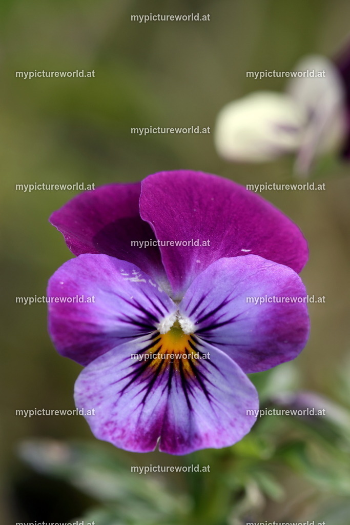 Hornveilchen-005 | Das Bilderarchiv über Tiere, Planzen und Landschaften. In der Bilddatenbank finden Sie ein große Auswahl an hochwertigen Bilder für Ihre Werbung - Realisiert mit Pictrs.com