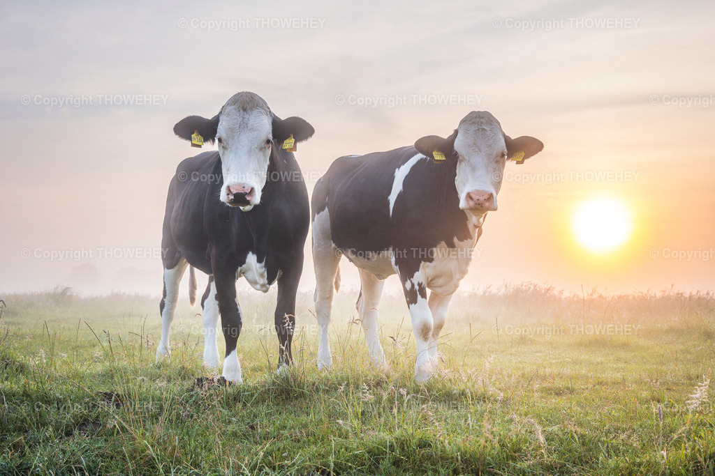 _1038695 | thowehey - Realisiert mit Pictrs.com