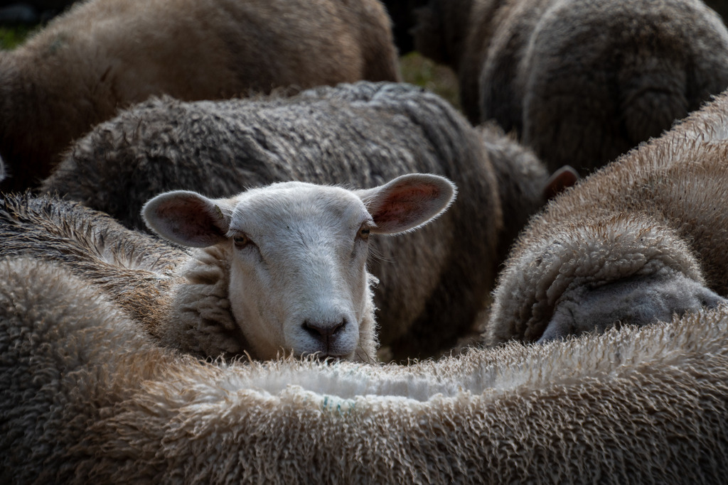 Gedränge unter Schafen | Die schönsten Bilder für Ihre Räume online bestellen! In unseren Bildergalerien findet Sie alles was es für Ihre Räume braucht. Lassen Sie sich überraschen ☺️ - Realisiert mit Pictrs.com