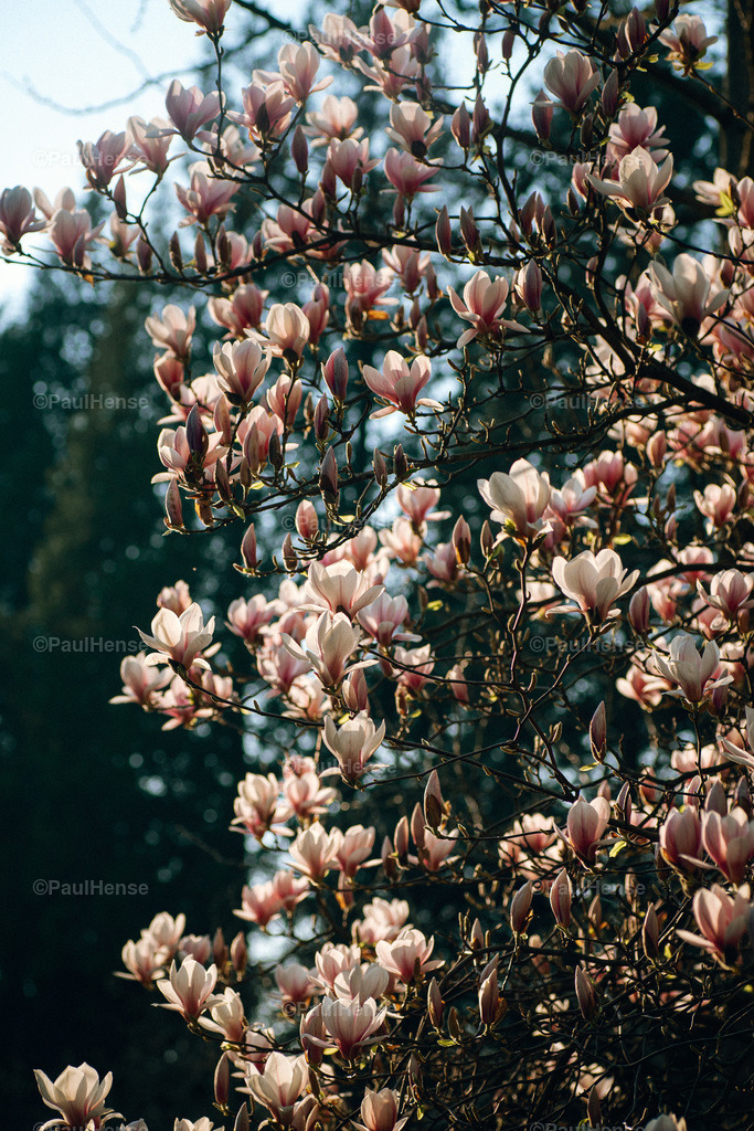 20220324_PaulHense_S0033_DSC03519 | paulhense - Realisiert mit Pictrs.com