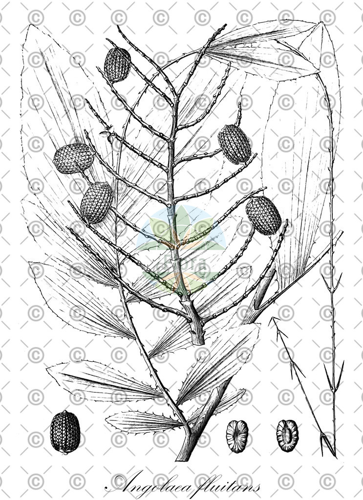 HistAbb_wfo-0000536542_99_ENZY_Simple | Historische Abbildung von Angolaea fluitans - Podostemaceae | Historical Illustration of Angolaea fluitans - Podostemaceae
