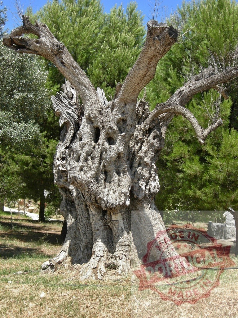 Old olive tree trunk in bright daylight | Ancient gnarled olive tree trunk showing weathered texture and growth patterns - Realized with Pictrs.com