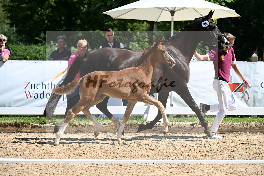 Kat-Nr. 46 Va Bene x Don Olymbrio L_SF_Wittlinger_29251314 | hf-fotografie - Realizzato con Pictrs.com