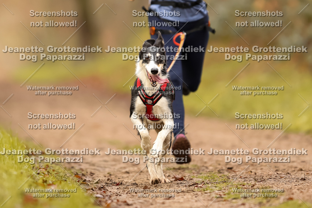 Dog Paparazzi - Speedhunter Mannheim  2025-244 | Dog Paparazzi Jeanette Grottendiek Fotografie & Videografie