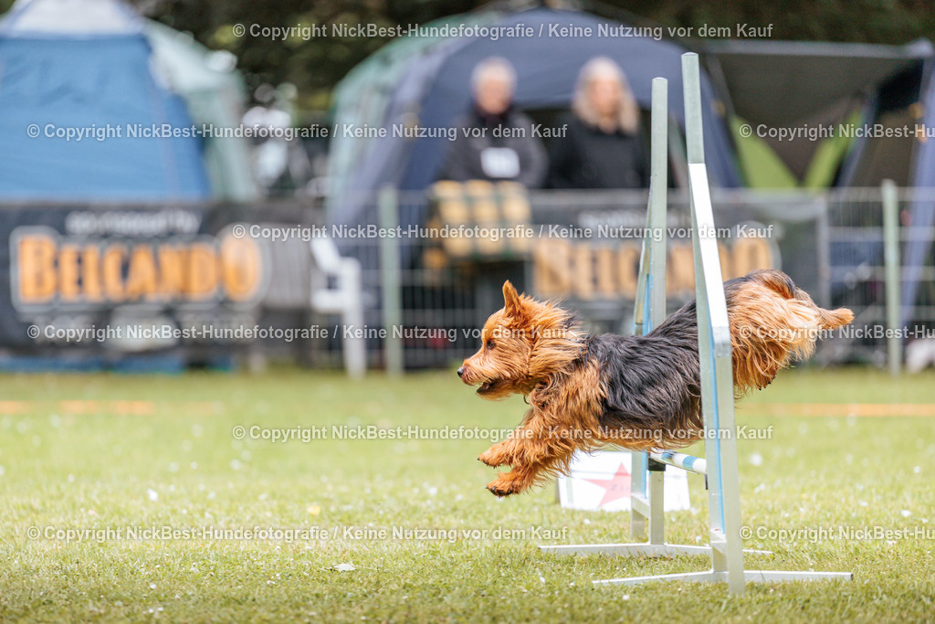 RO-Blumenthal-2026-Nickbest-Hundefotografie-2169 | Dein Hund! Dein Moment! Deine Erinnerungen! Hundefotografie in Bremen Blumenthal. Ich fange die besonderen Momente deines Vierbeiners ein – ob Indoor mit Blitzanlage oder in der freien Natur. Sicher dir dein Moment und dein Termin für eure Erinnerungen.
