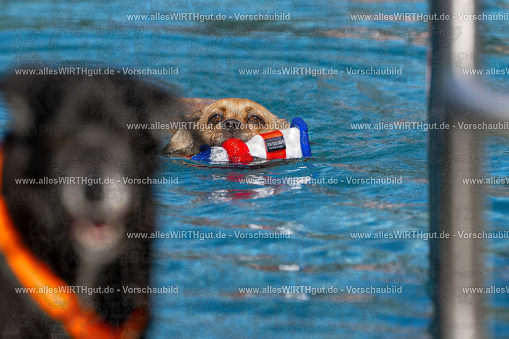Hundeschwimmen_Volksbad_2026-allesWIRTHgut_Tierfotografie-2609061112-FAY06183 | Professionelle Tierfotografie in Mönchengladbach von Daniel Wirth (allesWIRTHgut). Liebevolle & natürliche Bilder von Hunden & Katzen für unvergessliche Erinnerungen.