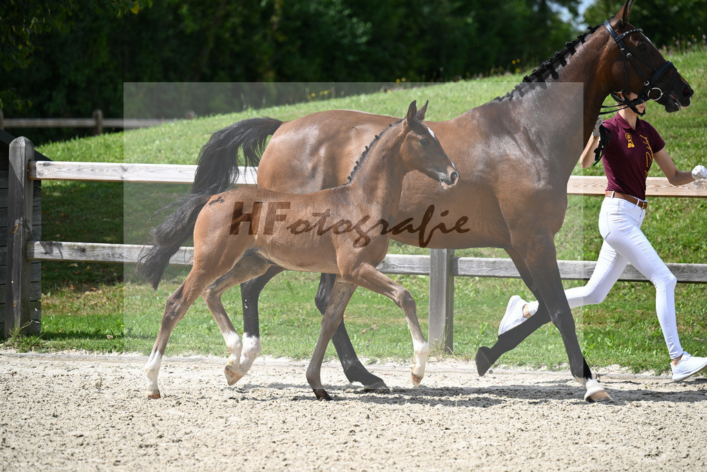 Fuerst Grandios x Don Diamond_HF_Mayer_29240416 | hf-fotografie - Realisiert mit Pictrs.com