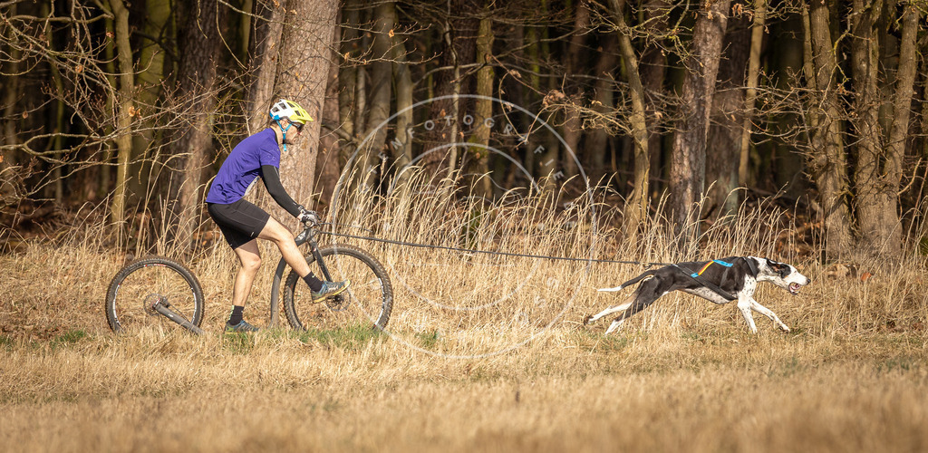 DV3A4763 | Hundefotografie, Tierfotograf, Pfotenfotografie, Fotoshooting Hund, Hunde Portrait, Hundesport, Hundeportraits, Heideshooting, Hunde, Sportfotograf, Hundefotograf, Turnierhundsport, THS,  - Realisiert mit Pictrs.com