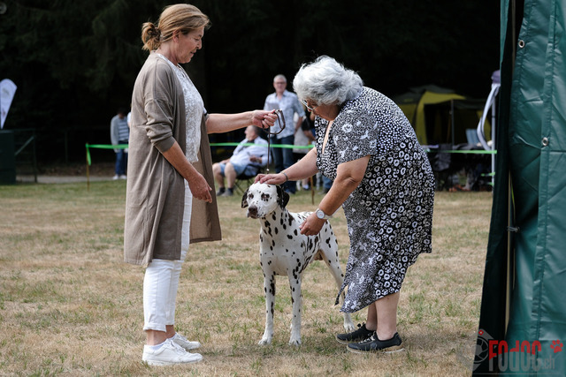 Dalmatiner Hilden | Dalmatiner, Regionalgruppenausstellung Regio West Hilden. Richterin Sivia Weber-Martegani.  in Hilden  03.09.2022 Foto: Leo Wyden