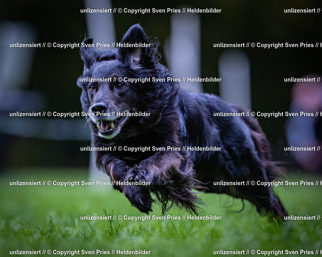 Sven Pries | 2024-10-19 - Hunderennen Ober-Grombach - Realisiert mit Pictrs.com